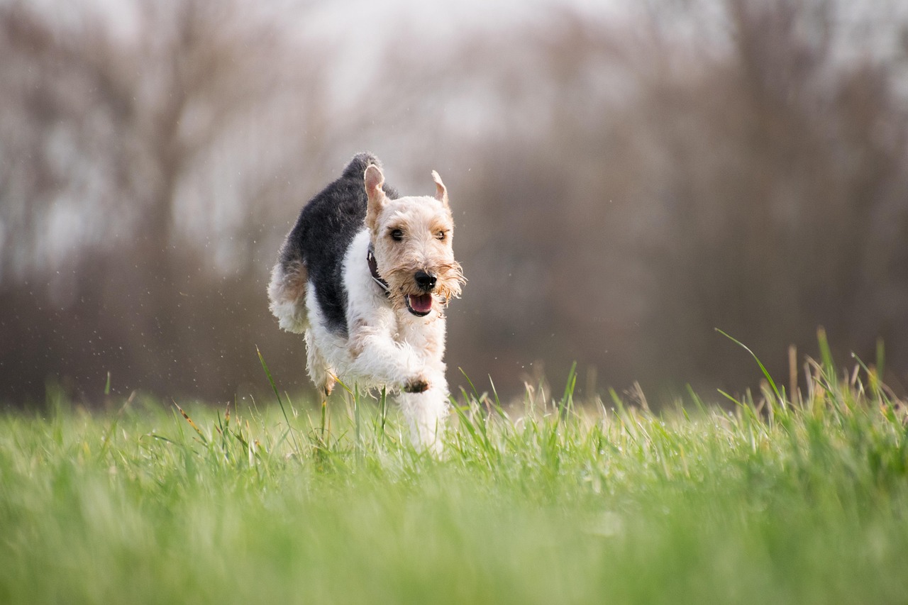 Happy dogs playing and exercising together